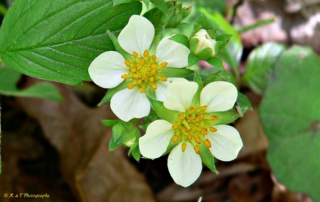 {Fragaria virginiana}
